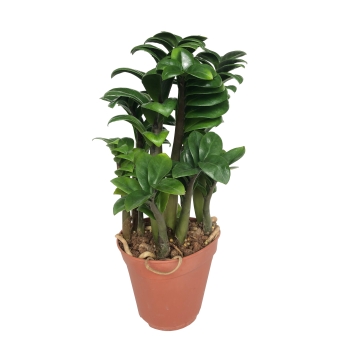 Zamioculcas Zenzi zamiokulkas gęsty duży